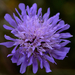 Lila virág - Mezei varjúfű