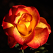 Vörös-sárga rózsa