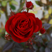 Szabadtéri vörös rózsa