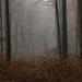 Ködös-párás erdő