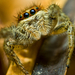 ugrópók (Marpissa pomatia) nőstény
