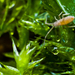 hosszúcsápú ugróvillás (Entomobryomorpha) Isotoma viridis(?) IGP