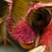 piros szender (Deilephila porcellus)