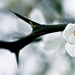 vadcitrom-virág
