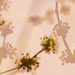 somvirág variációk 1