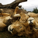 lion-brothers-australia 3637 990x742