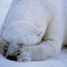 polar-bear-sleeping 666 990x742