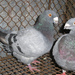 Pigeon 2011 09 28 001