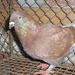 Pigeon 2011 09 28 002