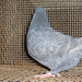 Pigeon 2011 09 28 018
