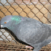 Pigeon 2011 09 28 020