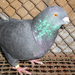 Pigeon 2011 09 28 021