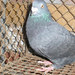 Pigeon 2011 09 28 023