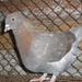 Pigeon 2011 09 28 024