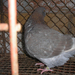 Pigeon 2011 09 28 027