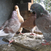 Pigeon 2011 09 28 042
