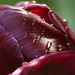 fekete tulipán eső után 2