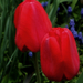 Variációk tulipánra 1.
