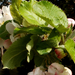 Almafa virág
