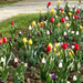 Variációk tulipánra 7.