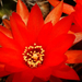 Pirosvirágú kaktusz