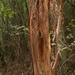 Szarvasagancs csiszolásának nyoma egy fiatal fán