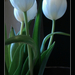 Három szál fehér tulipán