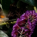 Kacsafarkú szender, a magyar kolibri