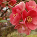 Virágzó japánbirs