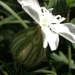 Fehér mécsvirág