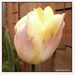 Színtátszó tulipán