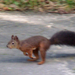 Menekülő mókus