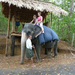Indiai elefánt - 16