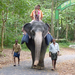 Indiai elefánt - 19