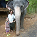 Indiai elefánt - 27