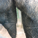 Indiai elefánt - 30