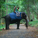 Indiai elefánt - 54