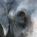 Indiai elefánt - 65