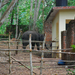 Indiai elefánt - 73