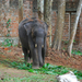Indiai elefánt - 77