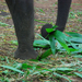 Indiai elefánt - 81