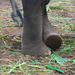 Indiai elefánt - 84