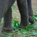 Indiai elefánt - 86