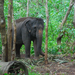 Indiai elefánt - 88