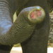 Indiai elefánt - 101