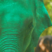 Indiai elefánt - 103