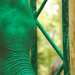 Indiai elefánt - 104