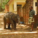 Indiai elefánt - 106