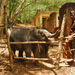 Indiai elefánt - 108