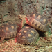 Teknős teknős hátán